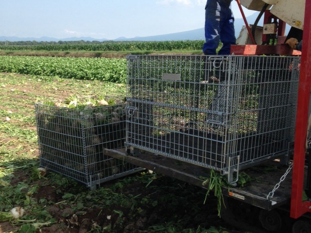 鉄コンテナを利用した機械収穫。収穫した野菜はそのままJRコンテナで加工場に出荷。| メッシュコンテナ