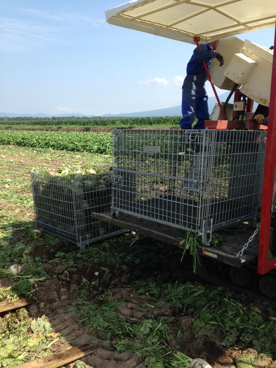 鉄コンテナを利用した機械収穫。収穫した野菜はそのままJRコンテナで加工場に出荷。| メッシュコンテナ