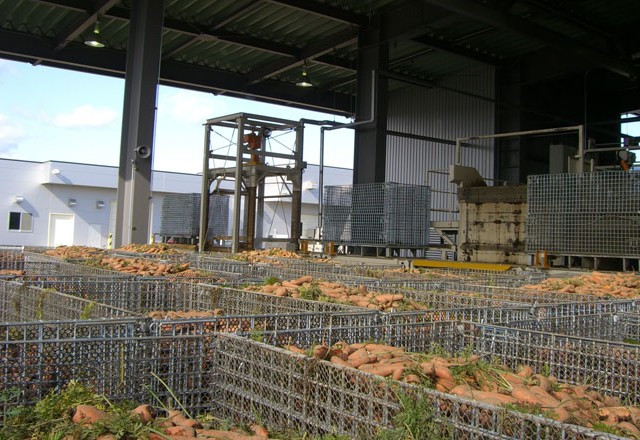 機械収穫で鉄コンテナに収穫した人参をＪＡ施設にて選果 | メッシュコンテナ