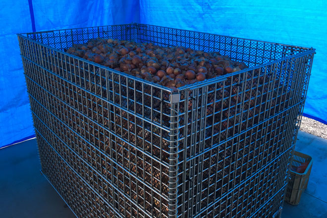 メッシュ鉄コンテナM-1で収穫した玉ねぎを一時貯蔵 | メッシュコンテナ