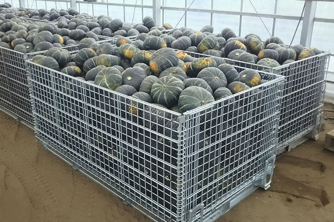 収穫したかぼちゃをメッシュタイプ鉄コンテナに収容します。南瓜を鉄コンテナに投入するには手作業となるので背の低いタイプを利用しています。 | メッシュコンテナ