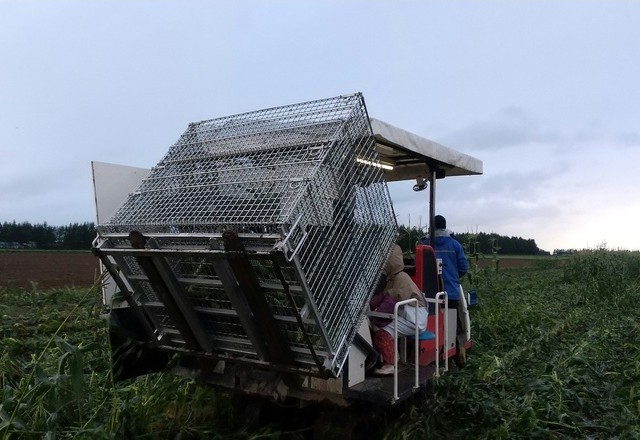 スイートコーン機械収穫 | メッシュコンテナ