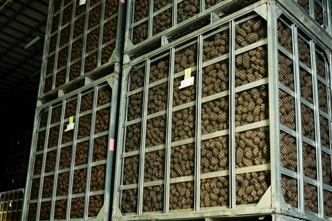 馬鈴薯の貯蔵倉庫にて | スチールコンテナ