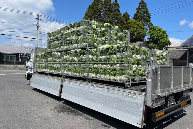 白菜の輸送 ｜ メッシュコンテナ