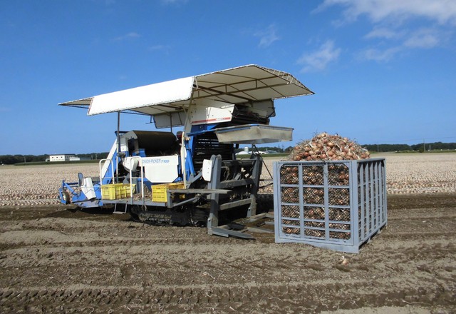 玉葱の機械収穫 | スチールコンテナ