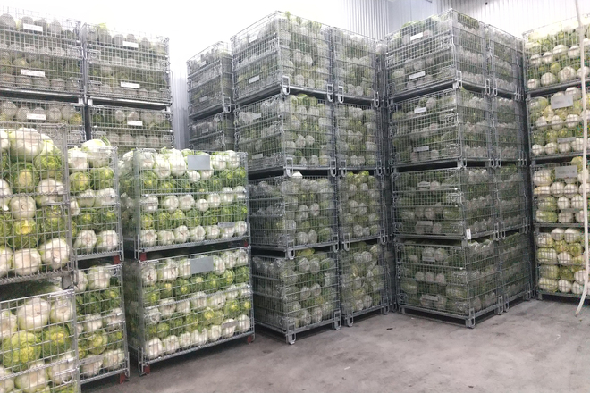 倉庫にて白菜の貯蔵 | メッシュコンテナ