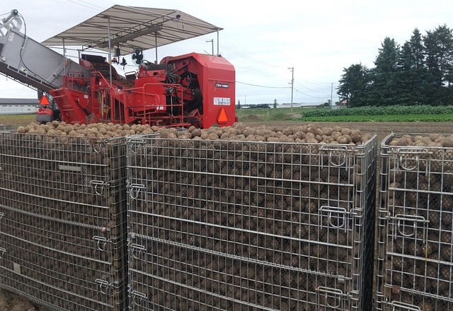 馬鈴薯の機械収穫 | メッシュコンテナ
