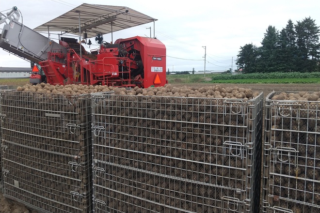 馬鈴薯の機械収穫 | メッシュコンテナ