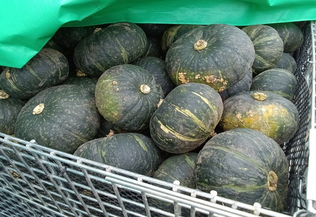 南瓜の収穫 | メッシュコンテナ