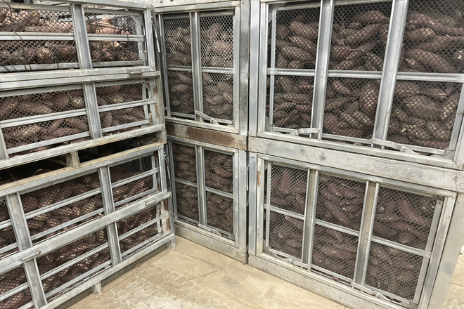 甘藷の貯蔵倉庫 | スチールコンテナ