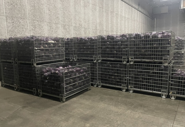 南瓜の貯蔵 | メッシュコンテナ