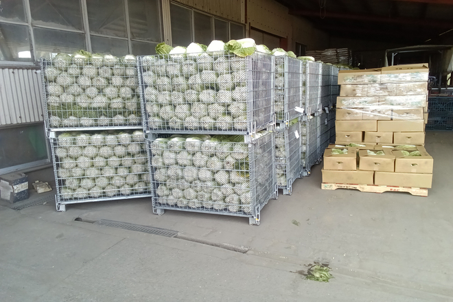 鉄コンテナの白菜重量は約400kg | メッシュコンテナ