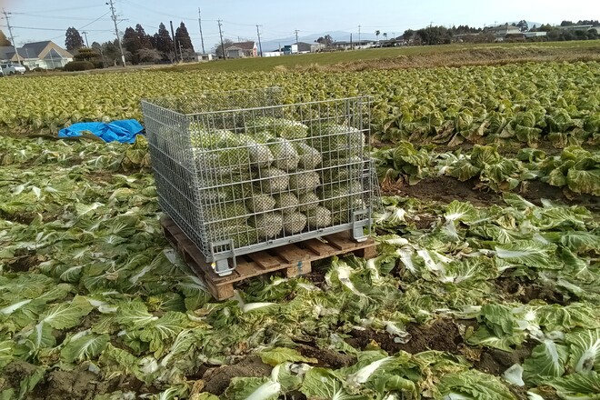 収穫後の白菜は鉄コンテナへ | メッシュコンテナ